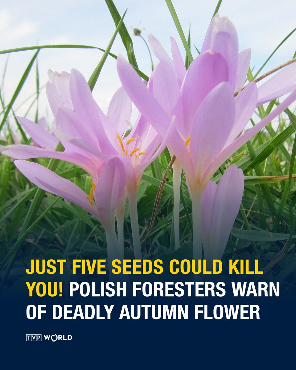 TVPWorld_com's tweet image. Polish #foresters have issued a warning about a deadly #flower known as "plant arsenic." Just five of its seeds can kill a person.

READ MORE ➡️ tvpworld.com/83075832/