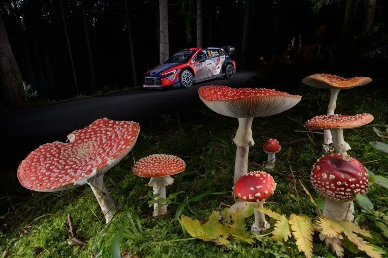 GRJ79K's tweet photo. Is the Hyundai i20 N a poisonous mushroom? 🍄😁
Yet we eat it. 😎

@HMSGOfficial @TGR_WRC 
#HyundaiShellMobis 
#TOYOTAGAZOORacing 
#i20NRally1hybrid #GRYarisRally1Hybrid 
#WRC
#CER #CentralEuropeanRally 🇩🇪🇨🇿🇦🇹
#RallyJapan 🇯🇵 https://t.co/VlfUHHU58o