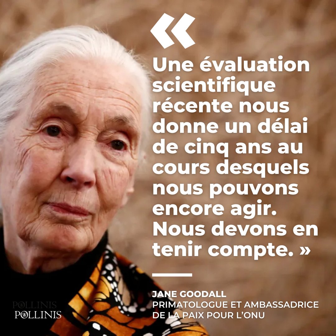 AssoPollinis's tweet image. #StopExtinction - Aujourd’hui s’ouvre la #COP16 sur la #biodiversité en Colombie. Les États transformeront-ils en actes leurs promesses de stopper la destruction de la #nature ? Pour l’instant aucun chef d’État d’Europe n’a prévu de faire le déplacement. @JaneGoodallFr