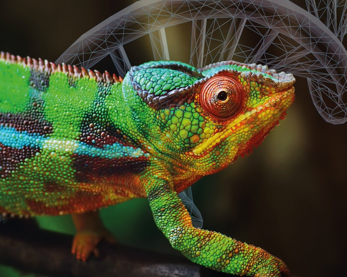 The Coalition for Conservation Genetics (@coalitioncongen) on Twitter photo Good morning #COP16! Come find us at our booth to learn why genetic diversity is so important for species' resilience and adaptation. You can find us under the chameleon banner.
<a href="/UNBiodiversity/">UN Biodiversity</a> <a href="/COP16Oficial/">COP16 COLOMBIA 🇨🇴</a> <a href="/congenetics/">ConGenetics SSC</a> <a href="/GEOBON_org/">GEO BON</a> <a href="/gbike_cost/">G-BIKE_COSTAction</a> <a href="/SCBConGen/">SCB Cons Gen Working Group 🧬🌱🌍</a> <a href="/seanmhoban/">Sean Hoban</a> <a href="/AliciaMstt/">AliciaMstt</a> Good morning #COP16! Come find us at our booth to learn why genetic diversity is so important for species' resilience and adaptation. You can find us under the chameleon banner.
<a href="/UNBiodiversity/">UN Biodiversity</a> <a href="/COP16Oficial/">COP16 COLOMBIA 🇨🇴</a> <a href="/congenetics/">ConGenetics SSC</a> <a href="/GEOBON_org/">GEO BON</a> <a href="/gbike_cost/">G-BIKE_COSTAction</a> <a href="/SCBConGen/">SCB Cons Gen Working Group 🧬🌱🌍</a> <a href="/seanmhoban/">Sean Hoban</a> <a href="/AliciaMstt/">AliciaMstt</a>