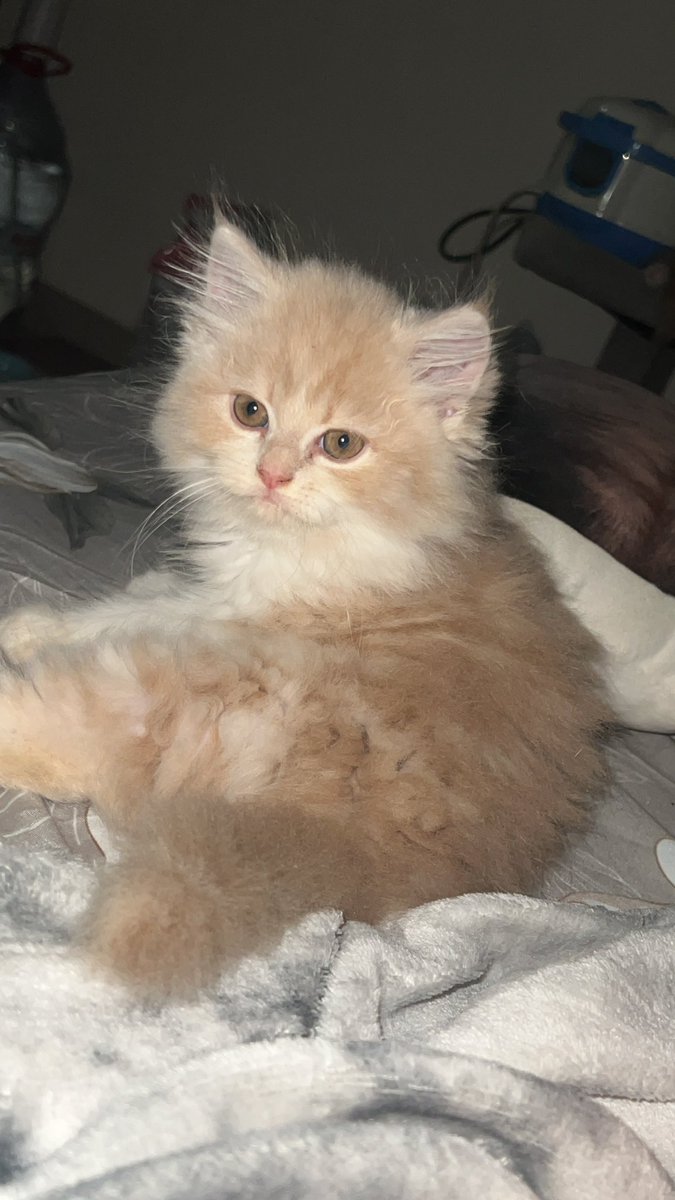 Ciaa080's tweet photo. #zonauang open adopt, 1,2 nego
Kucing Persia https://t.co/kcmgbaZcsE