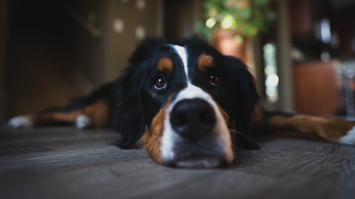 EDITORatWORK's tweet image. #canine #quick #takes Links to CANINE QUICK TAKES #puppies #canines
tg-dog-blog.blogspot.com/2023/03/quick.…