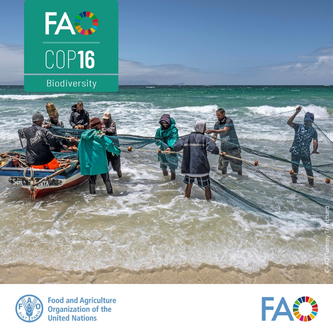 Effective management &amp; an ecosystem approach are powerful tools to rebuild stocks, conserve #biodiversity, and boost sustainable production.

They are both key to long-term resilience and productivity in #fisheries and #aquaculture.

#COP16Colombia