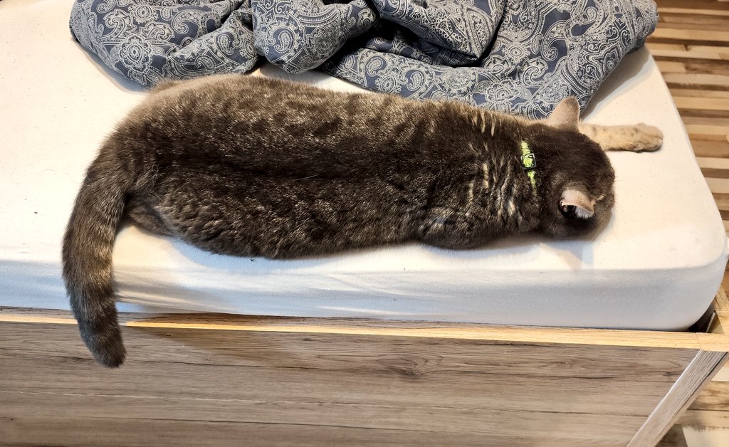 Fúzik The Cat tweet media
