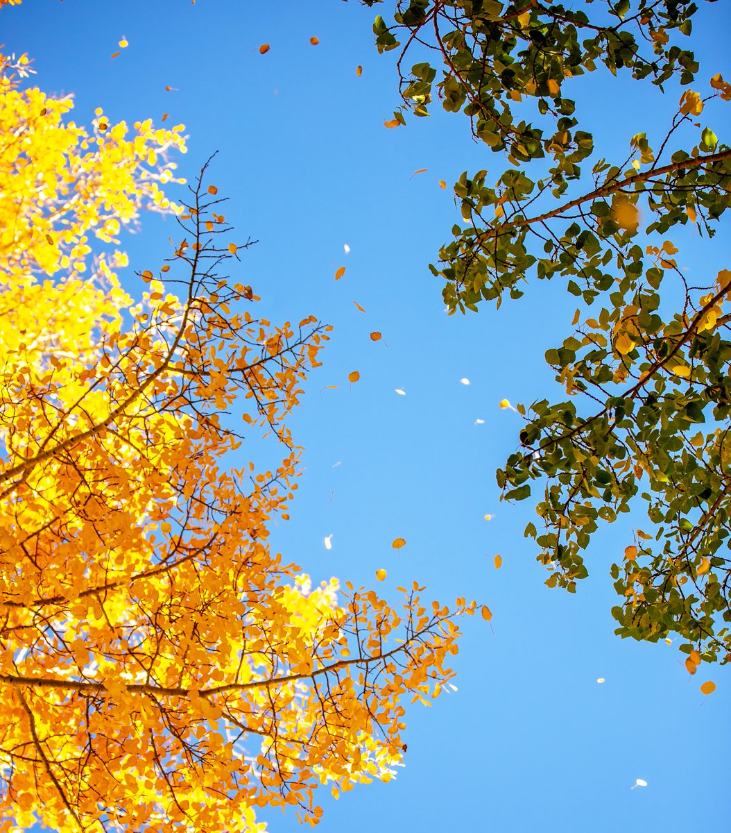 Kristin_Mae's tweet photo. I can hear this picture. 🌬️🍃🍂 https://t.co/axWalQ3yV1