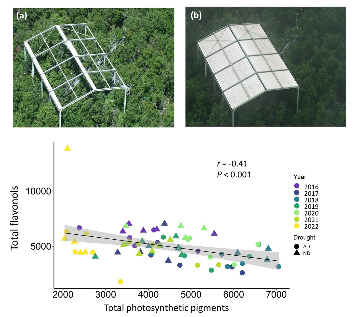 Justine Laoué (@jlaoue) on Twitter photo 🌳Our latest paper on Quercus pubescens defenses to cope with climate change is out in <a href="/SciReports/">Scientific Reports</a> !
💧🍃A decade of rain exclusion in a Mediterranean forest reveals trade‑offs of leaf chemical defenses and drought legacy effects🍃💧
📖 Read more here: nature.com/articles/s4159… 🌳Our latest paper on Quercus pubescens defenses to cope with climate change is out in <a href="/SciReports/">Scientific Reports</a> !
💧🍃A decade of rain exclusion in a Mediterranean forest reveals trade‑offs of leaf chemical defenses and drought legacy effects🍃💧
📖 Read more here: nature.com/articles/s4159…