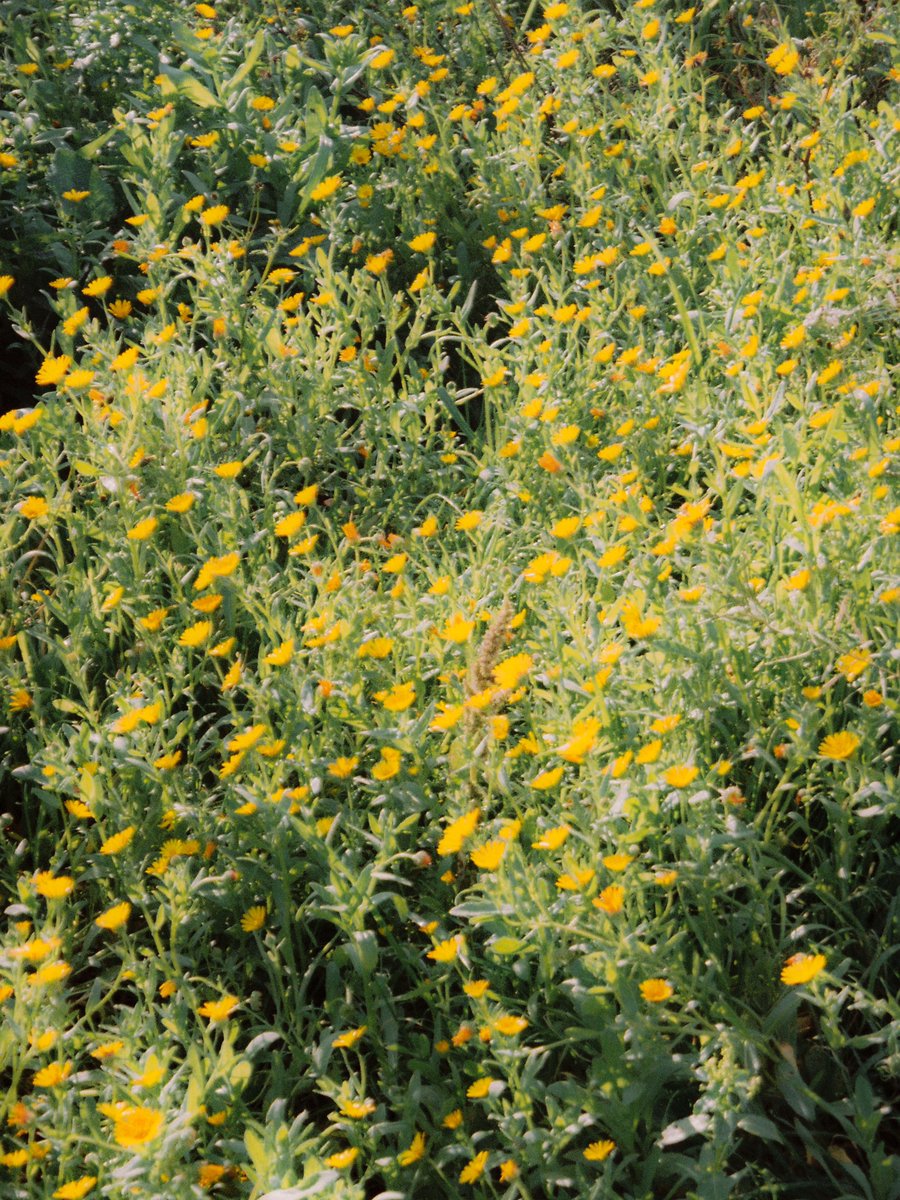 The camera 👉🏻 The shots