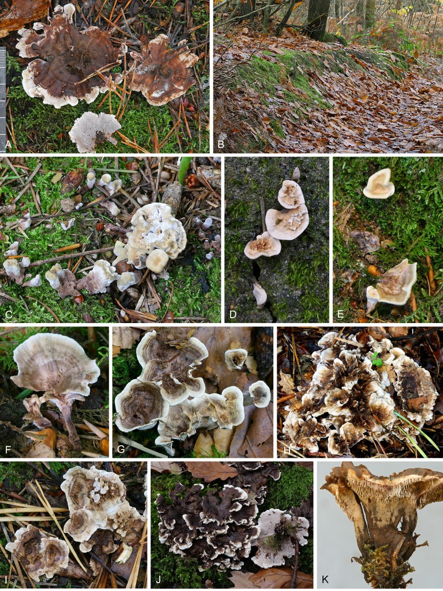 _Westerdijk_'s tweet image. Phellodon species have declining populations in Europe, and are used as indicators of forests with high conservation values. A key to all species of Phellodon currently known in Europe is provided. doi.org/10.3114/fuse.2… #fungi #fungus #OpenAccess