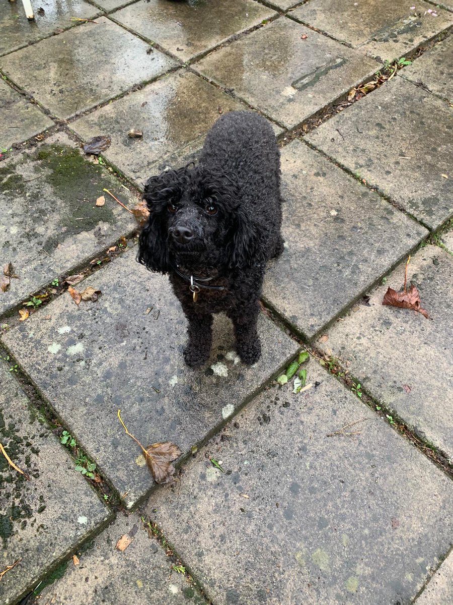 Loki Dog Of Mischief tweet media