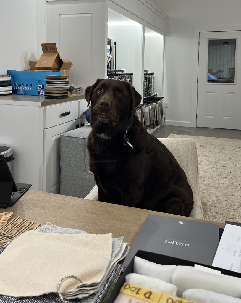 Henry Beau would like to remind you to book your High Point market appointment 🐶 l8r.it/E36K
He has been working hard in our product development office to be sure all of the best products are ready for you!
📍IHFC - C448