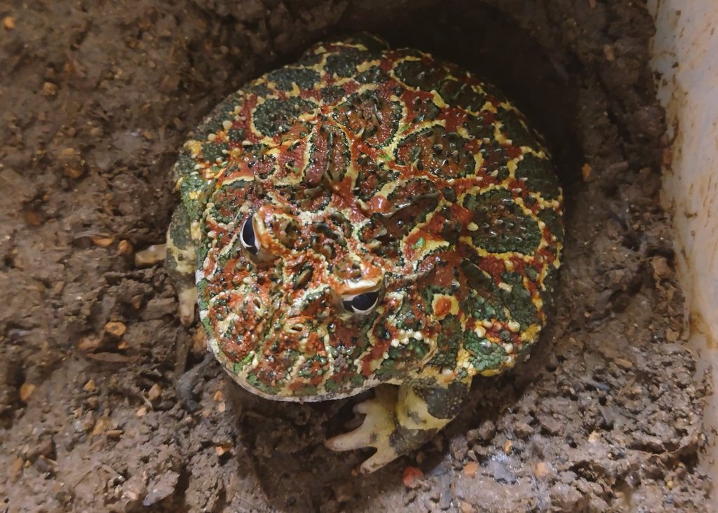 junkokko1416's tweet image. 温度を確かめようと土を触ったとたん、私の手に食らいつこうとバク転キメた🐸はこちらです。(手は無事でしたw)
#ベルツノ #pacmanfrog