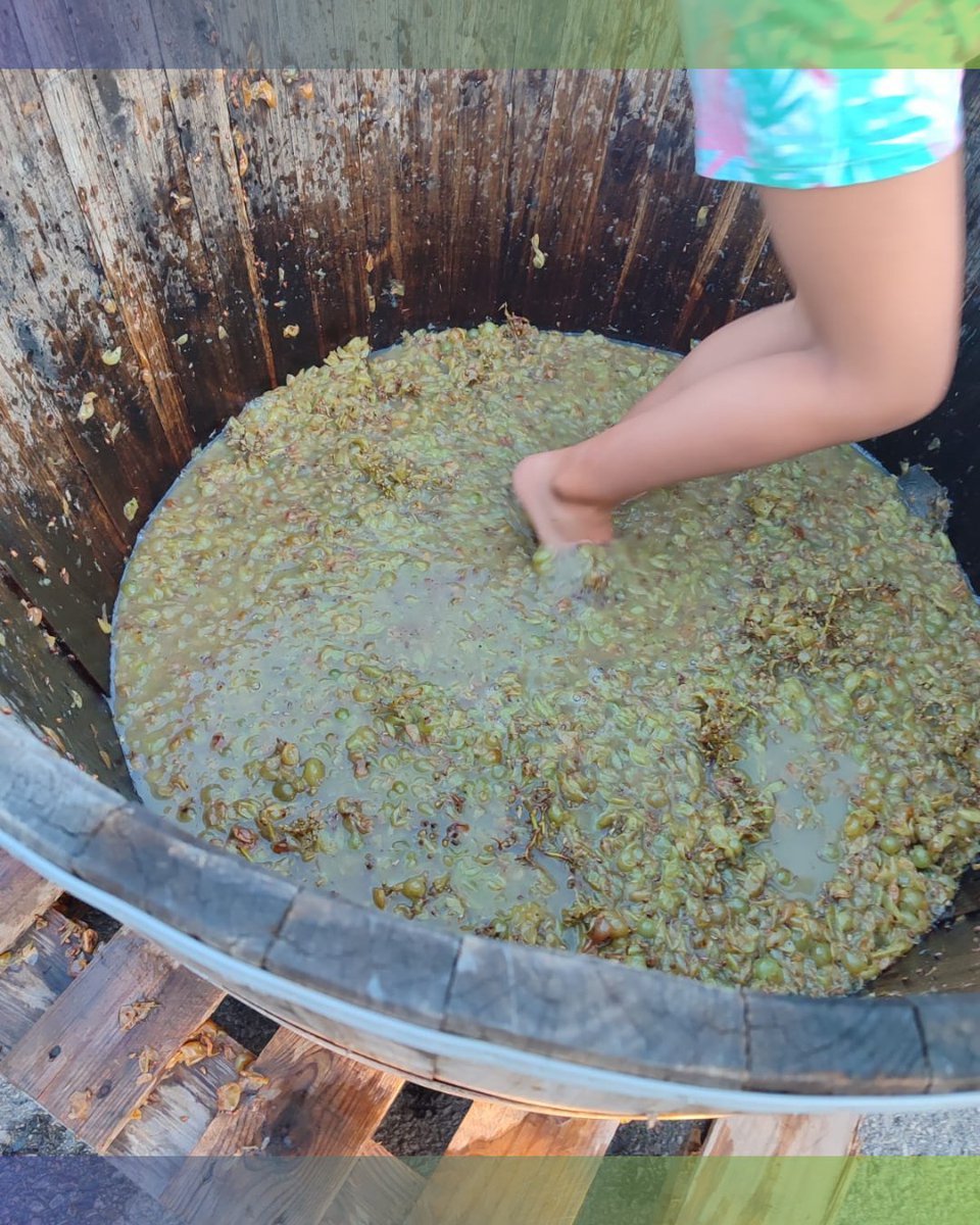 DescOberta_pro's tweet photo. Ja ha acabat la temporada de veremes!🍇 Algunes escoles han pogut gaudir de la nostra trepitjada, caminar per les vinyes del Penedès i descobrir com funciona un celler des de dins👀!

#Penedès #Verema #Infants #Tardor #Natura #tradició #Cultura #Vi #escoles #sortides https://t.co/ApkCYZwEaW