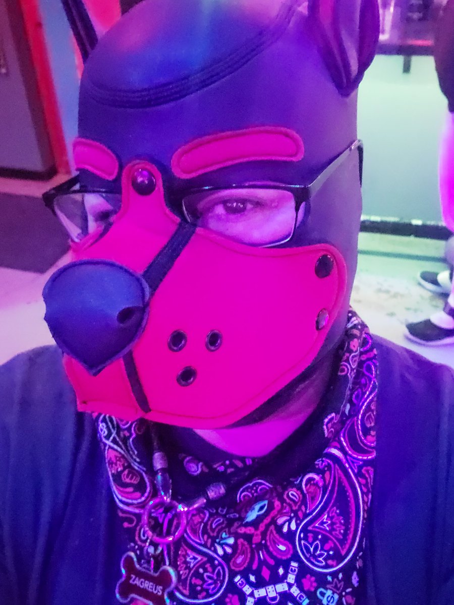 ZagreusHuskyPup's tweet photo. Dog dog dog https://t.co/vaFkhjl2JN
