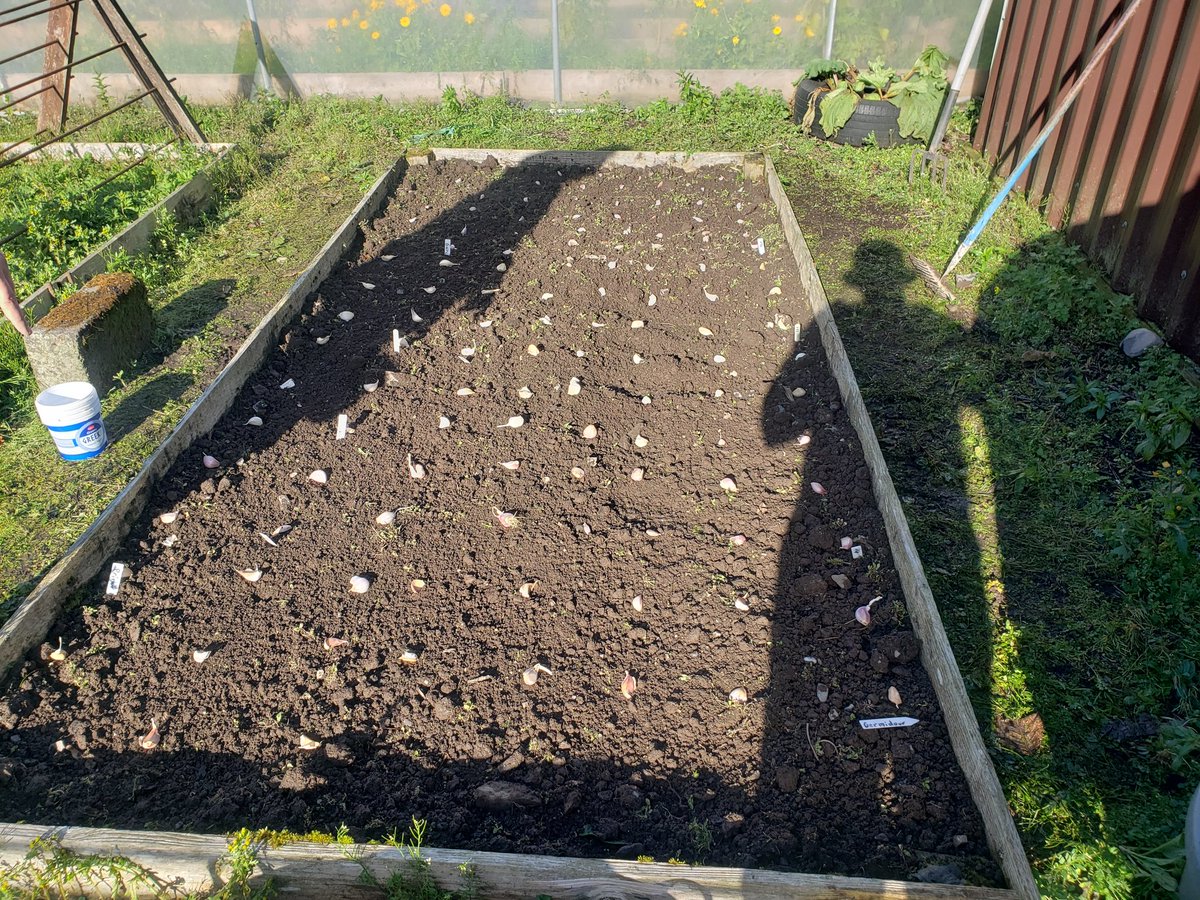 Thank u for the timely reminder re the Garlic  <a href="/mickkellygrows/">Mick Kelly</a> , 5 varieties/128 cloves enuff to keep the heart healthy n the vampires at bay ❤🧛‍♂️🧛‍♀️🧛🤞#GIY