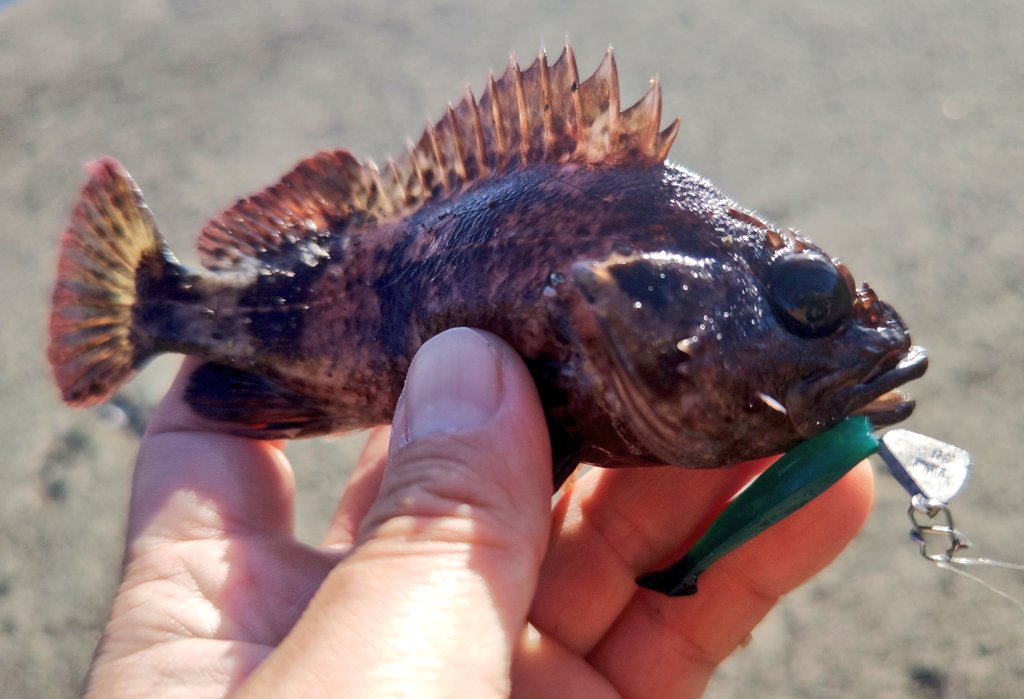 ozaki_garyu's tweet photo. 令和6年10月12日、13日 佐渡
本当佐渡は、色んな魚が釣れるよね
#PR #OceanRuler #クレイジク波動カスタムモデル #リグデザインメジャー #ワウム #ワウムシャッド40 #136glass #136偏光サングラス #シューユウ #眼鏡の聖地鯖江 #FIDELITY #PLIABLE68UL #Voodoo68 #佐渡島 #クラビー #直リグ https://t.co/1qBA4Z4H2n