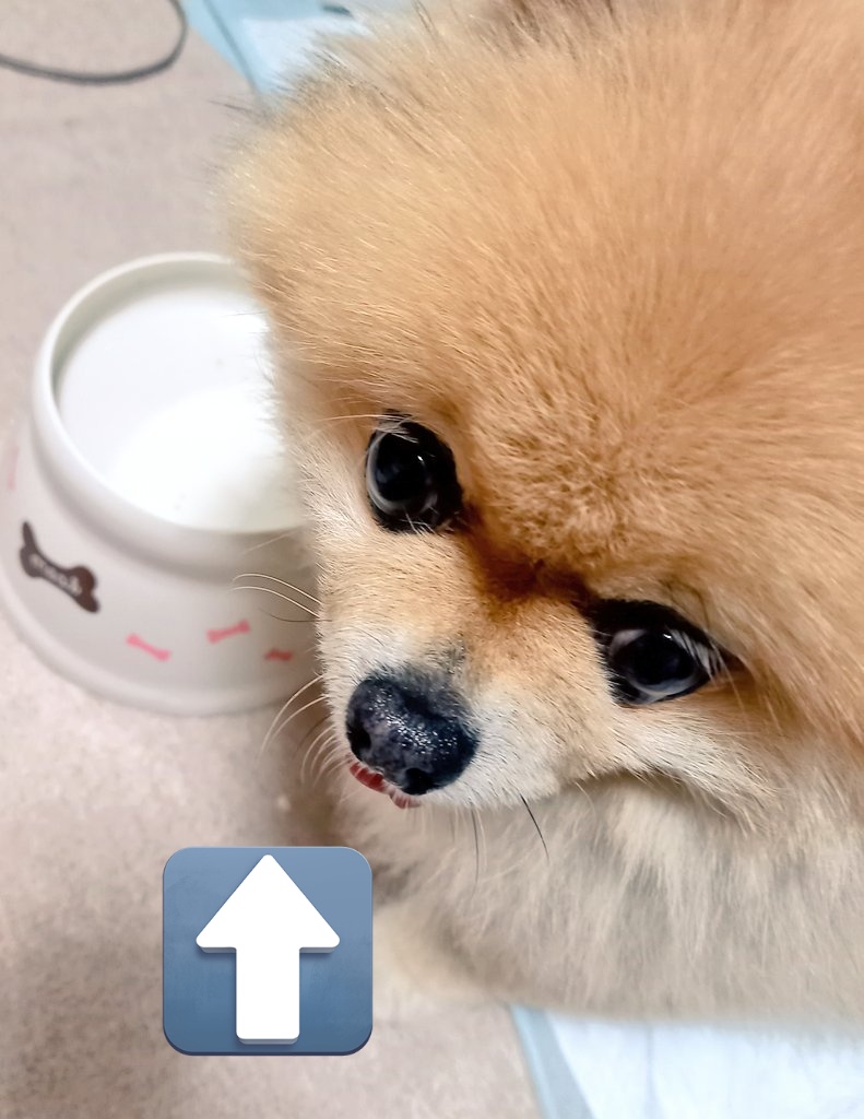 今日は見事にに薬だけ残されました😰

#ポメラニアン