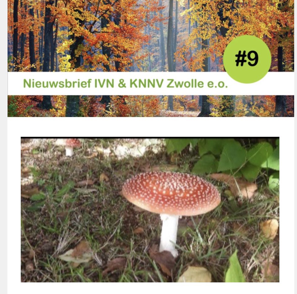 Onze digitale nieuwsbrief van oktober samen met onze vrienden van  @ivnzwolle is weer uit! 
Interesse, lees onze nieuwsbrief! 
#knnvzwolle
#knnv 
#Zwolle
#natuur
#waarneming 
#eropuit
#genieten
#leesgratismee

mailchi.mp/be62716d9953/n…