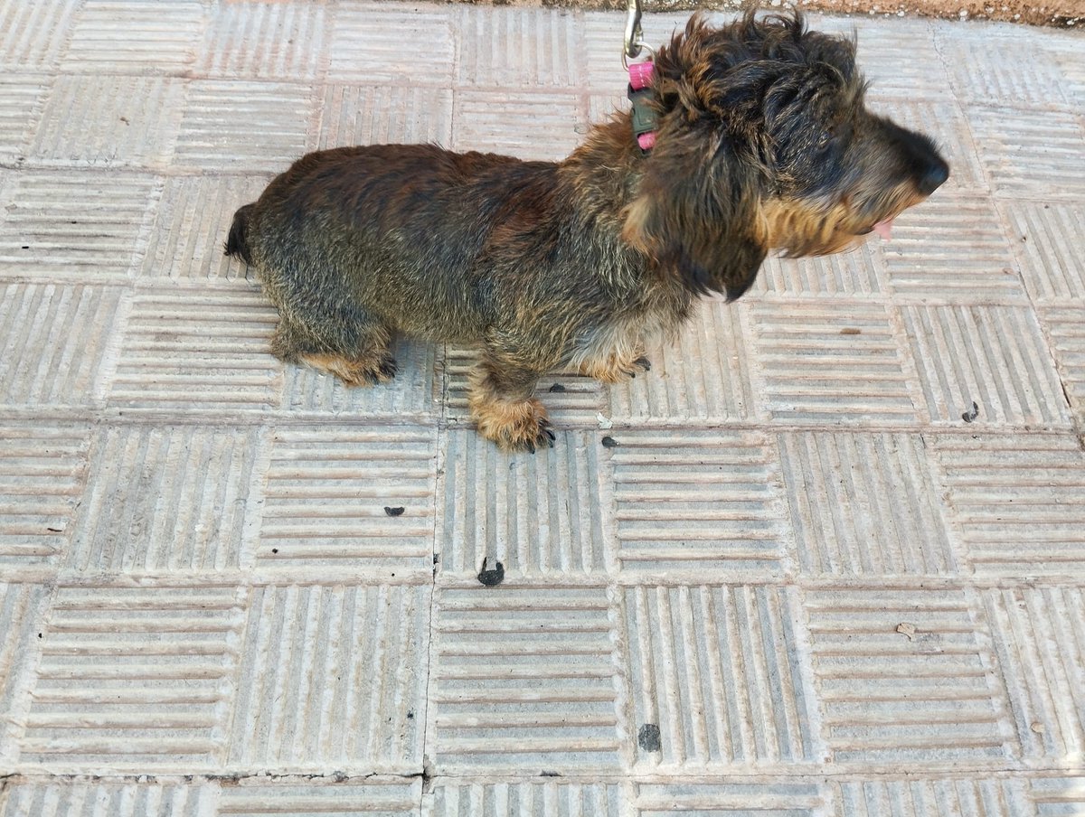 PERRITA POSIBLEMENTE PERDIDA

Sobre las 14:15 horas del día de hoy esta perrita se encontraba cruzándose entre el tráfico en Avenida Santa Lucía. No se le ha encontrado chip identificativo. Se ha hecho cargo de ella la empresa de recogida de animales Sport Dog
#proteccionanimal