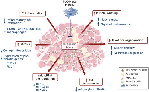 StemCellsJournl's tweet photo. This interesting article reports the use of human umbilical cord-derived MSCs to combat ischemia-induced loss of muscle mass and function. https://t.co/skiclKwTP0 https://t.co/MHwiMv619r