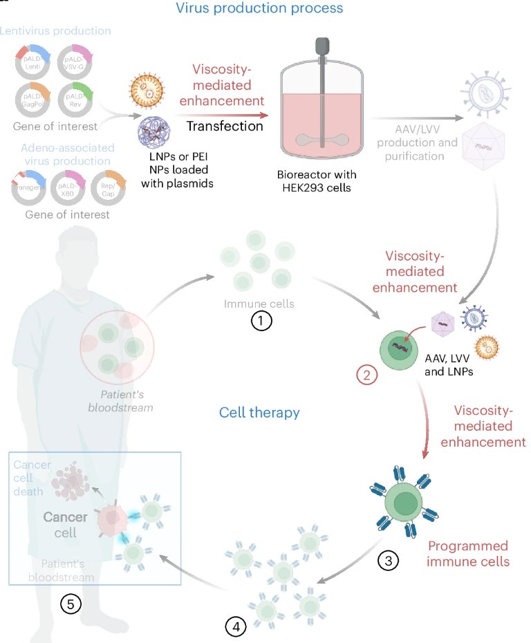 Johns Hopkins Engineering (@hopkinsengineer) on Twitter photo In <a href="/NatChemEng/">Nature Chemical Engineering</a>: More efficient, scalable and accessible gene therapy. By adjusting the thickness of cell culture media, <a href="/INBT_JHU/">The Johns Hopkins Institute for NanoBioTechnology</a> Director Hai-Quan Mao and team found "Goldilocks Zones" in carriers—viscosity levels where transfection improved up to 60x. engineering.jhu.edu/news/goldilock… In <a href="/NatChemEng/">Nature Chemical Engineering</a>: More efficient, scalable and accessible gene therapy. By adjusting the thickness of cell culture media, <a href="/INBT_JHU/">The Johns Hopkins Institute for NanoBioTechnology</a> Director Hai-Quan Mao and team found "Goldilocks Zones" in carriers—viscosity levels where transfection improved up to 60x. engineering.jhu.edu/news/goldilock…