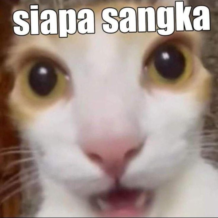 circuimscribe's tweet photo. @JUSTIITIIA “Tidak disangka. Hehe.”

Kira-kira begini ekspresi Bitna noona. https://t.co/e0COuThMyl