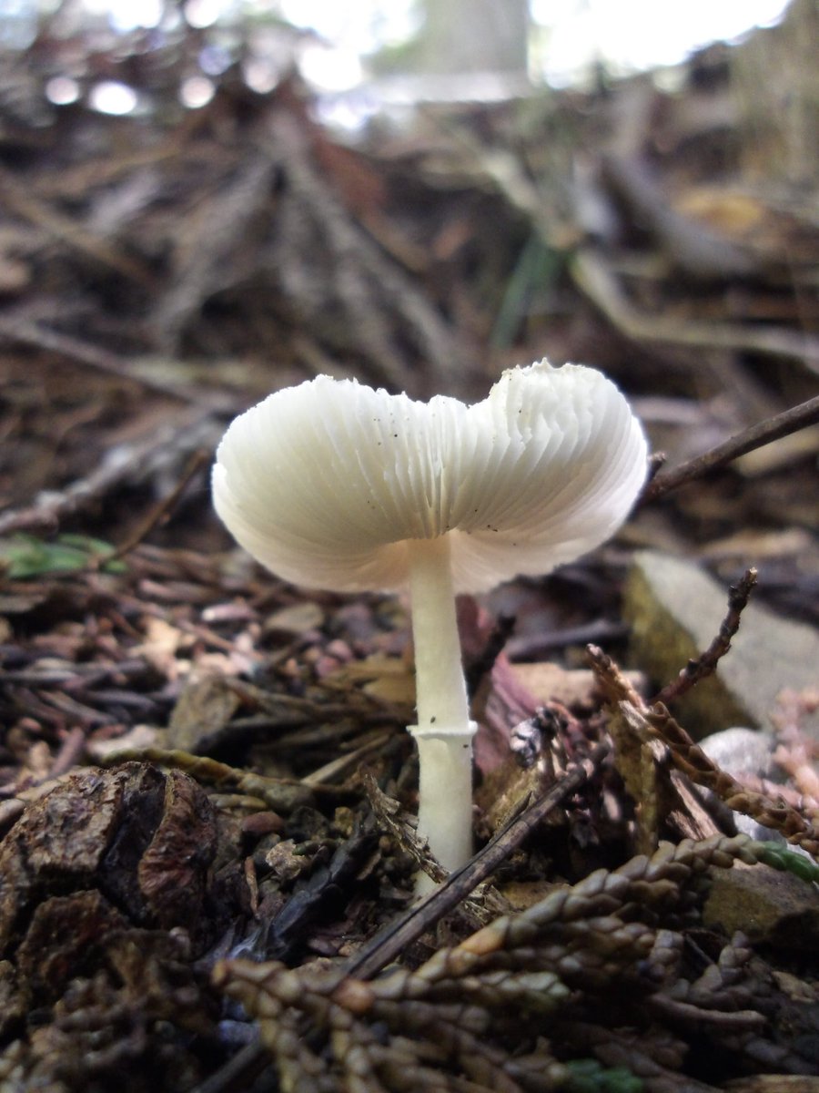 綺麗に撮影できたキノコ🍄