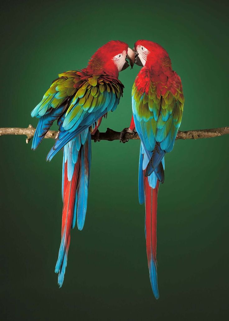 techd630's tweet image. are you love parrots ?