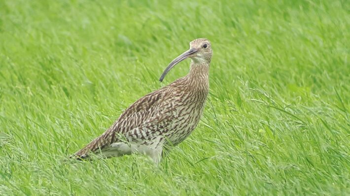 Morgen online BoerenNatuur Kennisuur - de Wulp! 13:00 - 14:00. Henk Jan Ottens heeft jarenlang onderzoek gedaan naar nestbescherming en kuikenoverleving van de wulp. Tijdens dit uur vertelt hij hoe je in de praktijk de wulp kan helpen. Vimeolink: boerennatuur.nl/actueel/22-okt…