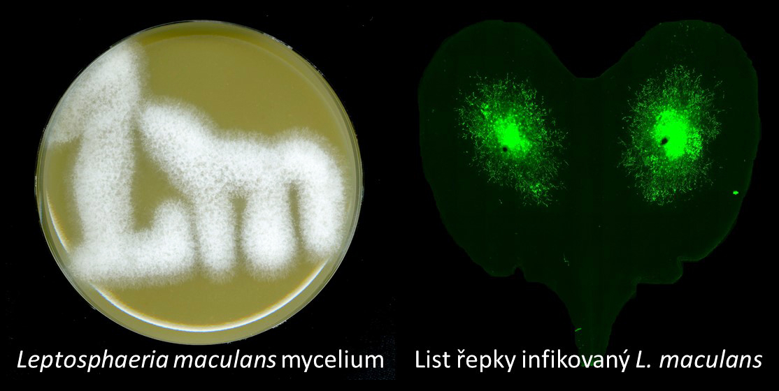 UEBavcr's tweet photo. 7. 11. můžete navštívit naše laboratoře a popovídat si s vědci. https://t.co/Zz0GLIK3bv

Tohle nabídnou fytopatologové:

Myslíte, že rostliny jsou kvůli svému způsobu života bezbranné? Kdepak! Společně se podíváme, jak se dokážou bránit a jak jim v tom my můžeme pomáhat. https://t.co/Oi0A2DE3zz