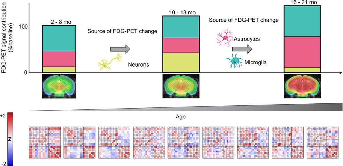 Andreia Rocha (@andreia_rocha_) on Twitter photo You know that feeling when you find a paper that finally did the experiments you dreamed of doing? 🤩
Huge congratulations to <a href="/LauraMBartos/">Laura Bartos</a>, <a href="/JGnorich/">Johannes Sebastian Gnörich</a>, and <a href="/matbrendel/">MatthiasBrendel</a> for their amazing work investigating the cellular source of the FDG-PET signal! 👏
tinyurl.com/26rtk3pt You know that feeling when you find a paper that finally did the experiments you dreamed of doing? 🤩
Huge congratulations to <a href="/LauraMBartos/">Laura Bartos</a>, <a href="/JGnorich/">Johannes Sebastian Gnörich</a>, and <a href="/matbrendel/">MatthiasBrendel</a> for their amazing work investigating the cellular source of the FDG-PET signal! 👏
tinyurl.com/26rtk3pt