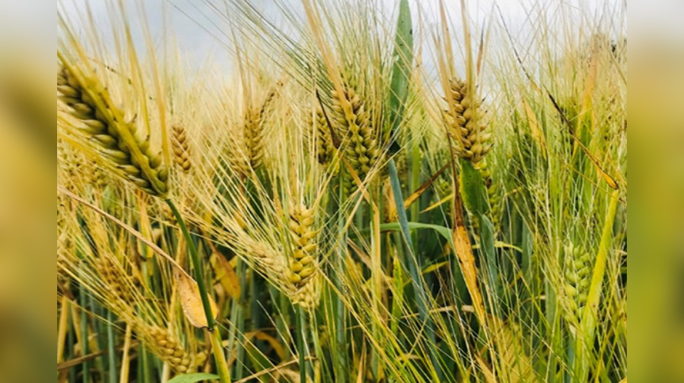 revista2000agro's tweet photo. INIFAP participa en la presentación de la variedad de cebada de seis hileras Estelar OH
https://t.co/KrTAwrsL6S https://t.co/xHIv7f3MxI