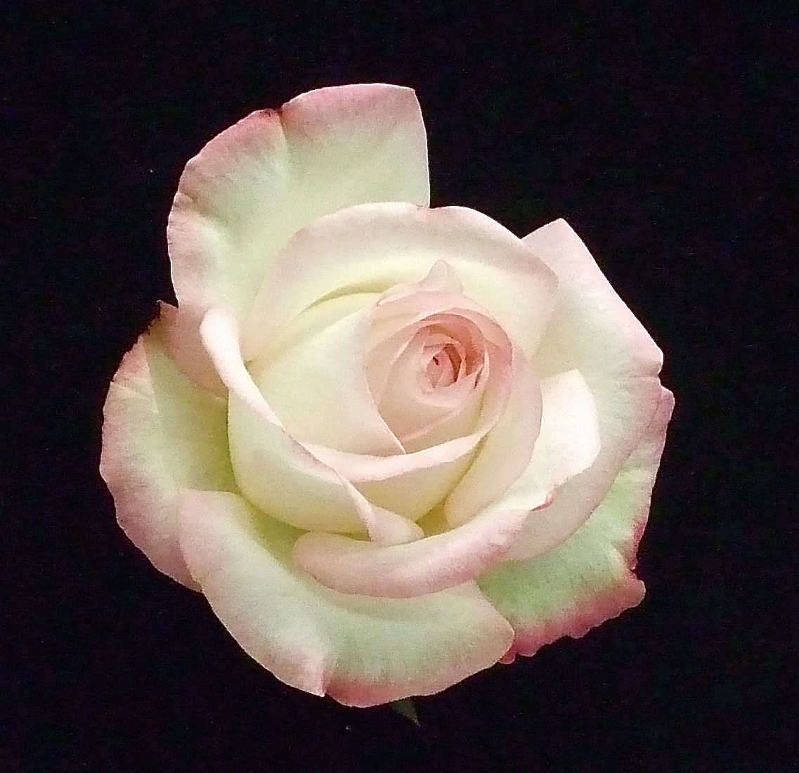 ktanimara's tweet photo. #OctoberRoses #GardenRoses #FlowerPhotography   
https://t.co/ykf37Ii0Gi
Photo © catface3 at Flickr, Baton Rouge, Louisiana, U.S.A.    
#GardeningTwitter #GardeningX https://t.co/X7b7Jqy3V9