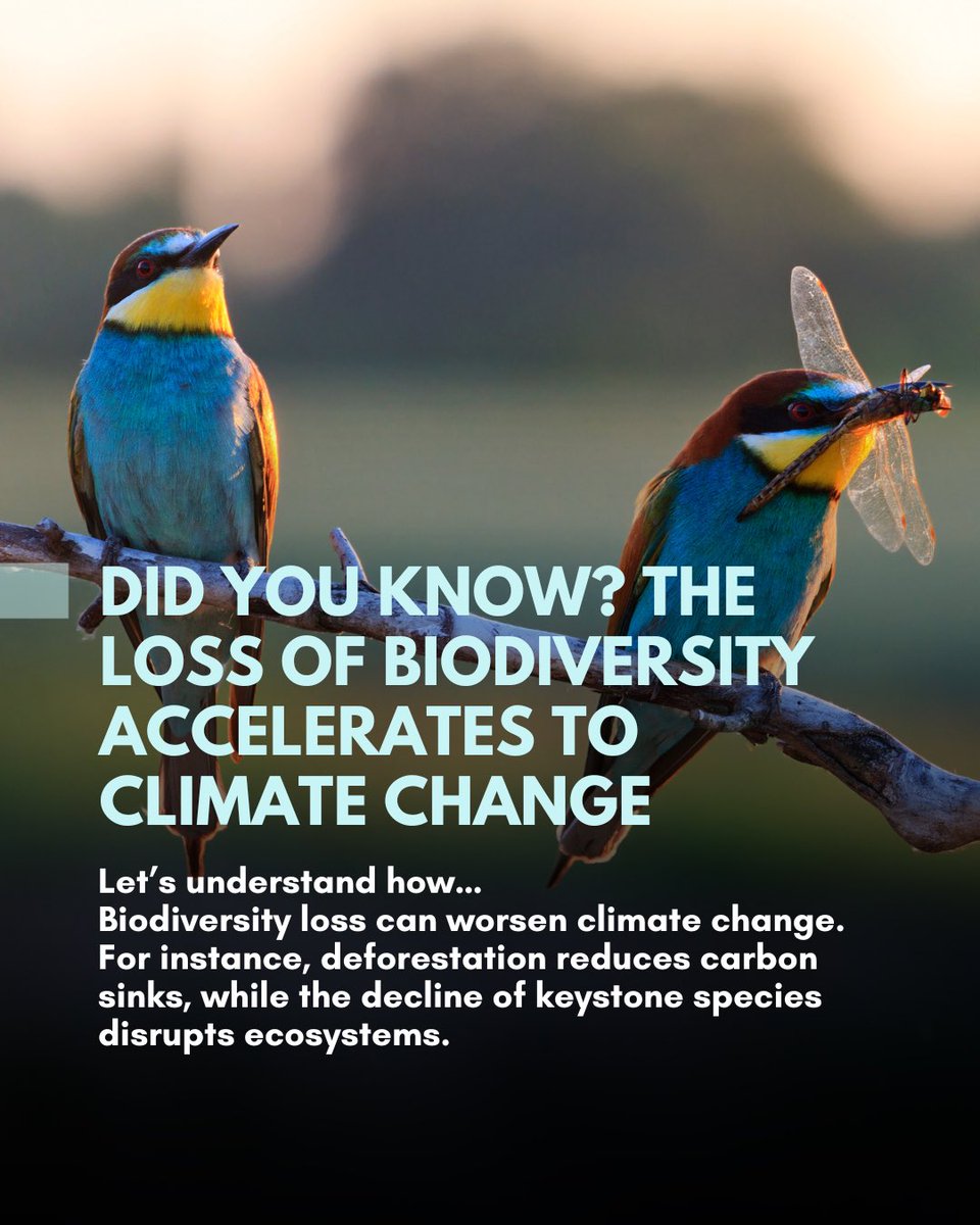NowBoarding4's tweet photo. Biodiversity &amp; climate change are two sides of the same coin. If we lose species &amp; ecosystems, the planet becomes more vulnerable to rising temperatures. Let’s aim to protect not just biodiversity but also climate change.

{NowBoarding, podcast, podcasting} https://t.co/FSOD5XM4bg