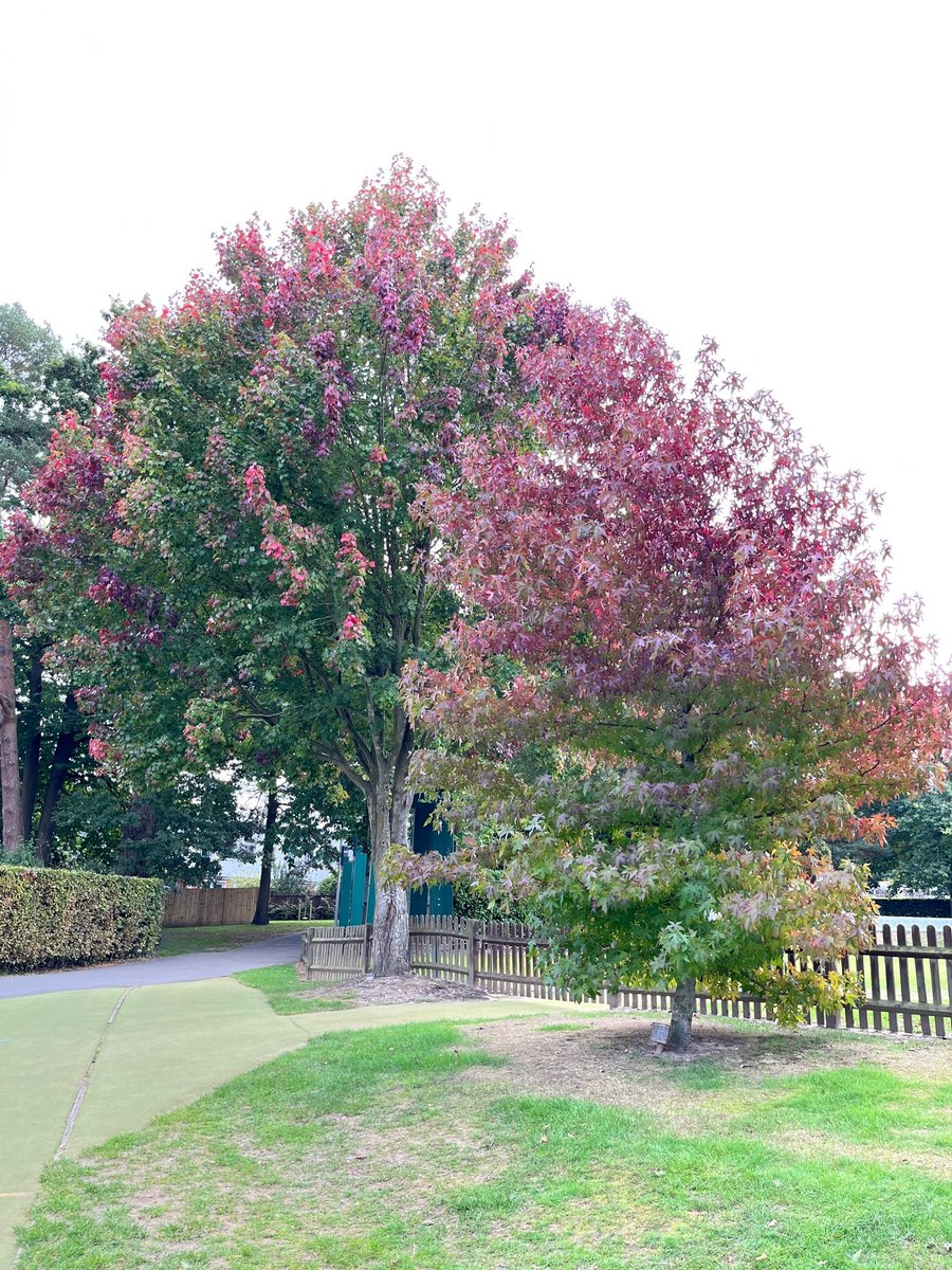 ReedsFoundation's tweet photo. The grounds @ReedsSchool look beautiful during Autumn. For some of our Foundationers having this outside space, provides a welcome break from city living and a safe space to play and exercise. #autumn #outsidespace #schoolgrounds #TransformingLives #trees #autumn #autumncolour https://t.co/0RlThTnGpM
