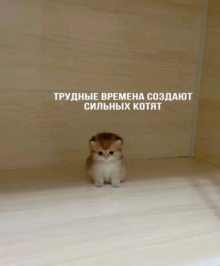 Оу, Лина! (@heyolinnna) on Twitter photo 