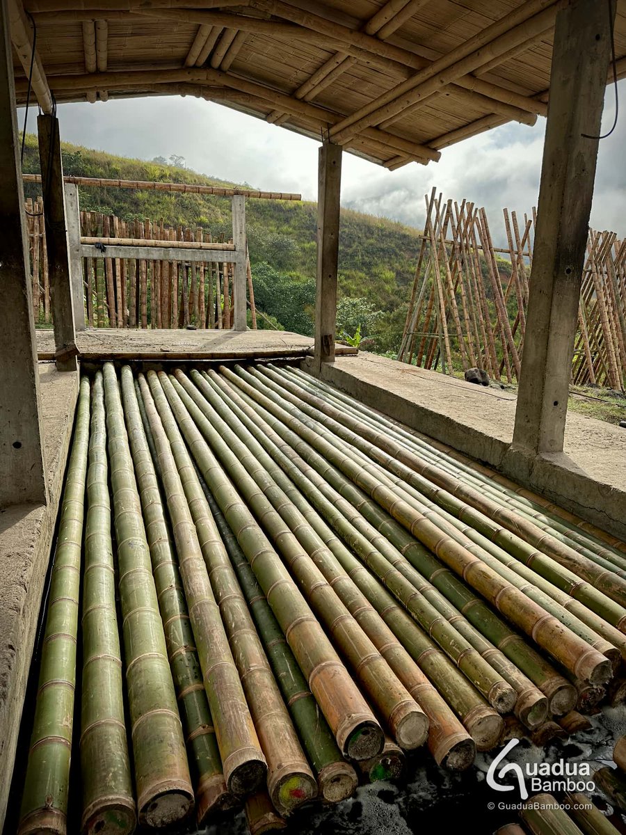 🥇 En Guadua Bamboo® no vendemos guadua cruda, todos nuestros materiales están inmunizados y son de los más altos estándares para fines de construcción. Esto garantiza que los constructores, arquitectos e ingenieros no tengan que preocuparse por la calidad de sus materiales.
