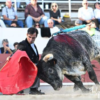 El toledano <a href="/GomezdelPilar/">Gómez del Pilar</a>, oreja (Philippe Latour foto) en Arenes de Méjanes (Francia). Novillos de Cura de Valverde, Cuillé, Turquay, El Campo y Paiges Mailhan para Ximena y Cuauhtémoc <a href="/ayalatemoc/">ayala cuauhtemoc</a>
vuelta. <a href="/MarcSerrano1/">Marcos Serrano</a>, 2orejas. @JavierCortesinf,
2orejas. @Andyyounes, 2orejas.