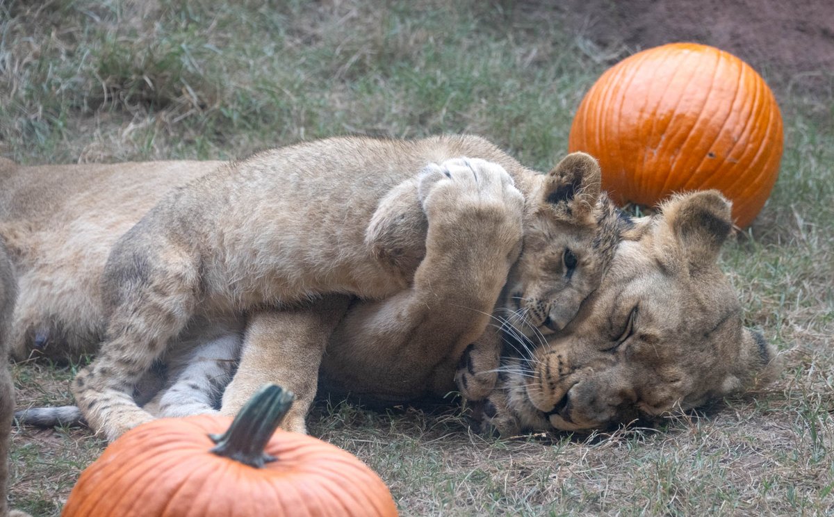 Oklahoma City Zoo and Botanical Garden tweet media