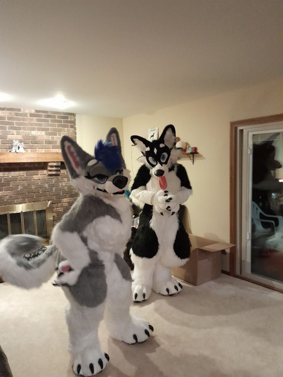 Teaching <a href="/SaloHusky/">Salo Husky</a> how this curl can wag! 

📸 : <a href="/Sozato_one/">Sozato</a> 
#morefurlessmonday