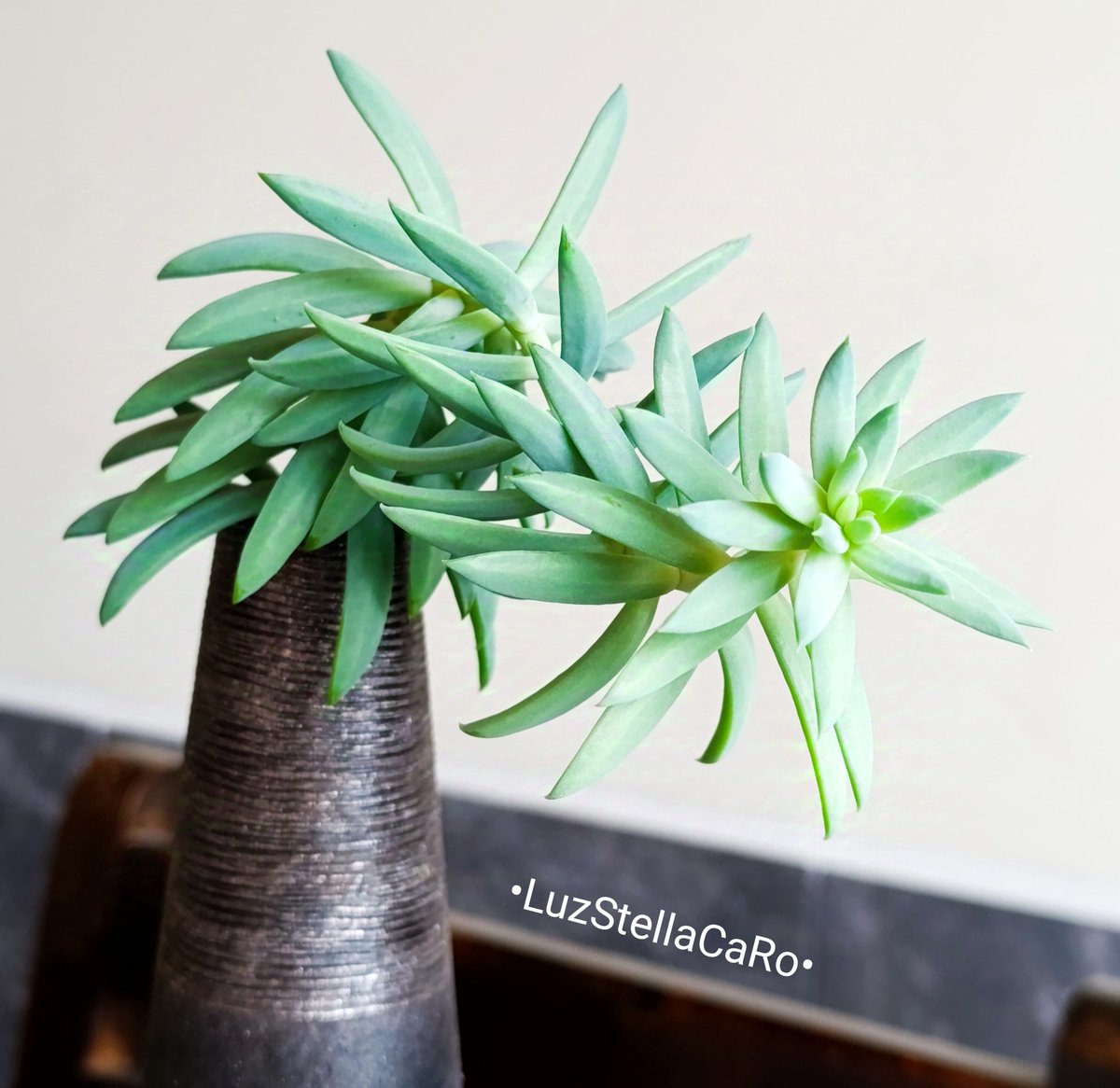 🌿🍃🌿🍃🌿🍃🌿🍃🌿🍃
Por un Lunes lleno de fe,
esperanza y confianza, a
pesar de las circunstancias
difíciles. 
Feliz #LunesDeHojas
🍃🌿🍃🌿🍃🌿🍃🌿🍃🌿