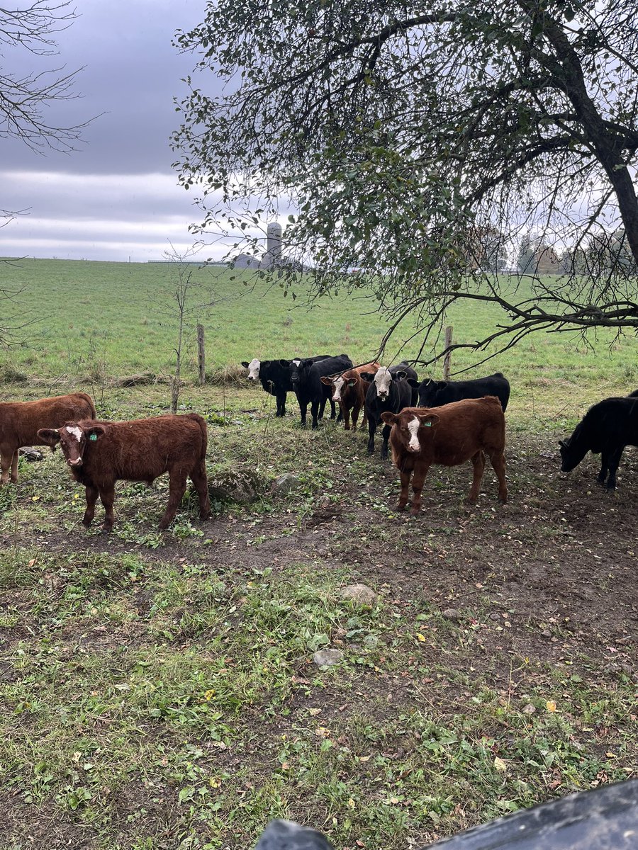 Dallas_Coultes tweet media