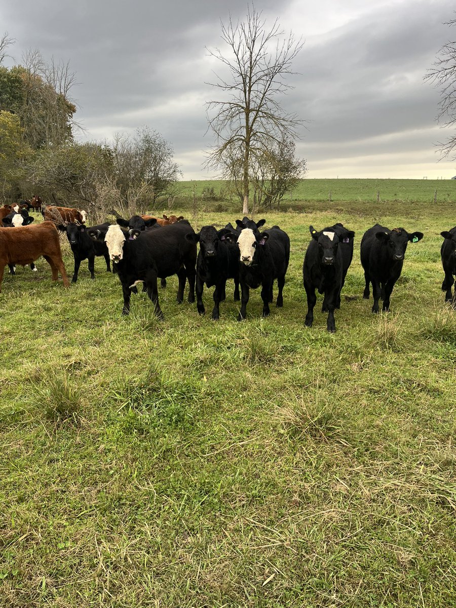 Dallas_Coultes tweet media