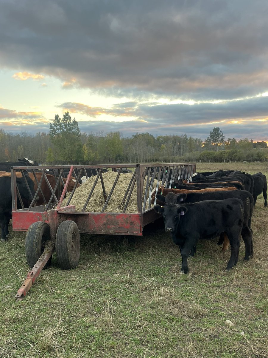 Dallas_Coultes tweet media