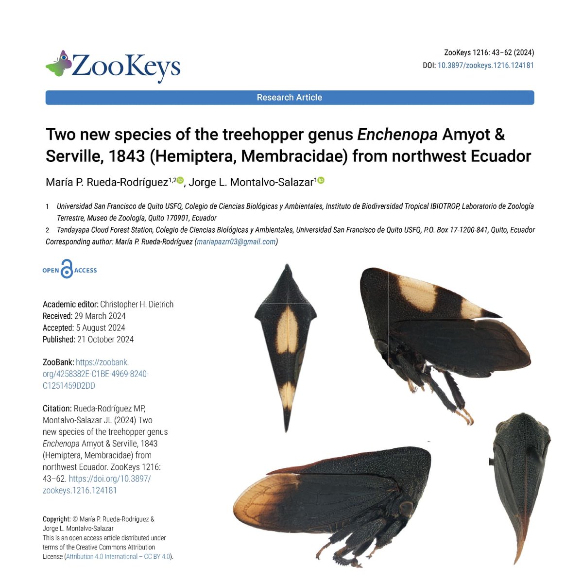 Nos alegra anunciar la descripción de dos nuevas especies de cigarritas del genero Enchenopa en el noroeste de Ecuador.

Hilo 1/4