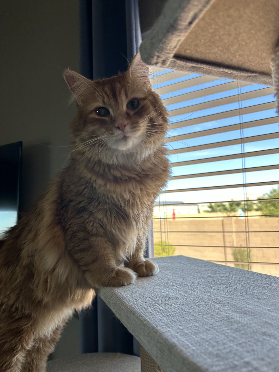 Andrew McCarthy tweet media