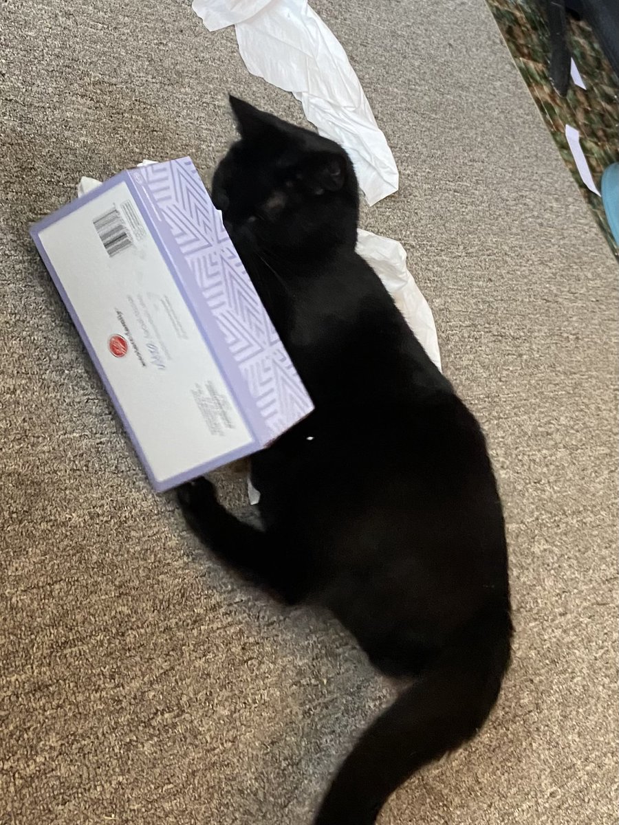 wander_wuman's tweet photo. Biscuit investigating who took all the tissue out of the tissue box. ⁦@weskrantz⁩ Maybe Inspector Finn could assist? https://t.co/PsAxvfmGnr