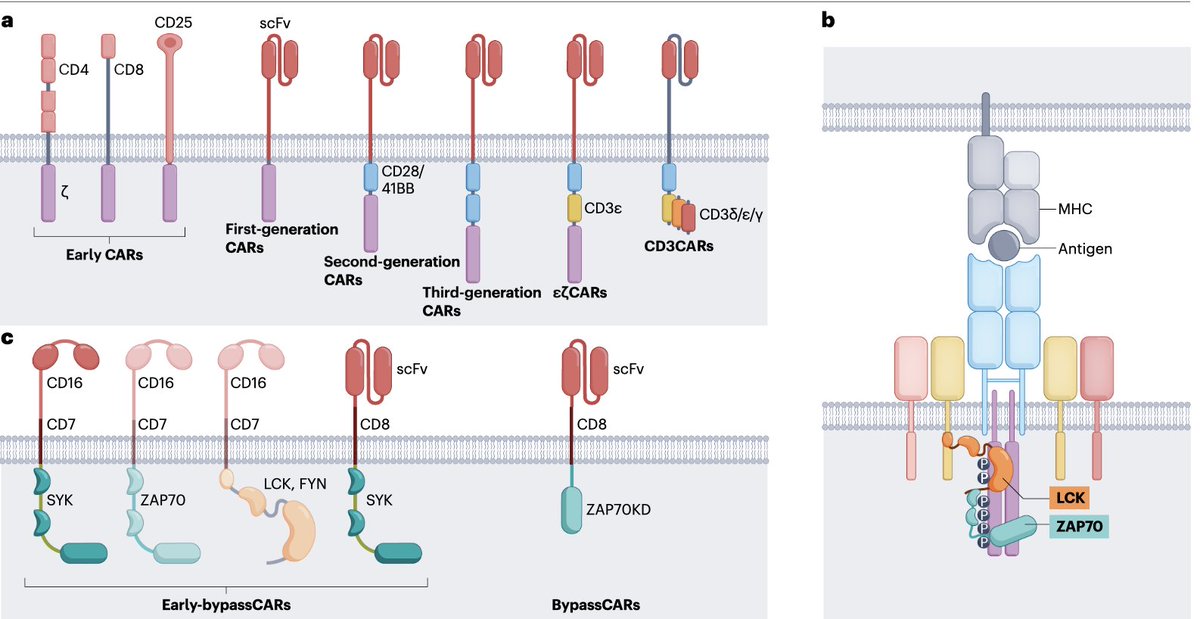 LabMinguet's tweet image. Do you know how to design innovative CAR T cells? The TCR is an incredible inspiration and has tons to teach us! Check our latest perspective in Nat Rev Immunology: rdcu.be/dXDkG You will find a new exciting way to look at CAR T cells! @CIBSS_UniFR @BUnifr @UniFreiburg