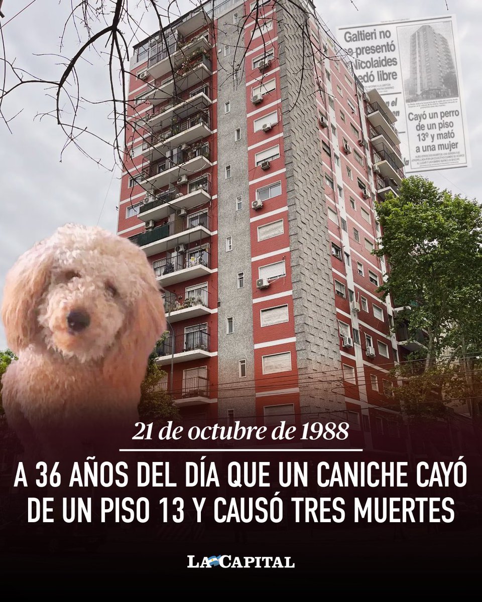 lacapital's tweet photo. 🐩⭕ 21 de octubre de 1988, el día que Cachy se precipitó al vacío y causó tres muertes.
🔙 Aquel 21 de octubre de 1988 era una mañana como cualquier otra en el barrio de #Caballito, Ciudad de Buenos Aires. Hasta que “#Cachy” un perrito de raza #caniche, se cayó del balcón del departamento donde vivía, ubicado en el piso 13 de un edificio.
La caída del #perrito generó una serie de eventos desafortunados, todo derivó en la muerte de tres personas. Sí, así de insólito como suena. 😳
1️⃣ En primera instancia, el impacto del perro contra la cabeza de una mujer en la calle llamada Marta Fortunata Espina causó su muerte inminente.
2️⃣ En ese momento, otra mujer llamada Edith Sola, de 47 años, cruzó la calle para intentar socorrer a Marta, pero desafortunadamente, un colectivo de la línea 55 arrolló a Edith en un instante, y la arrastró por varios metros. Segunda fatalidad del día.
3️⃣ La tercera muerte se trata de un hombre que sufrió un paro cardíaco al ver los escabrosos hechos.
→ https://t.co/DZNG6QMNOW