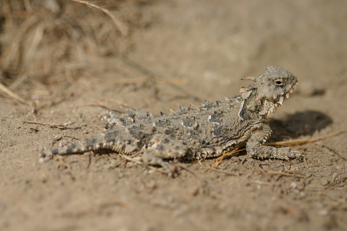 USGS in Oregon (@usgs_or) on Twitter photo Check out the new Featured Story on a very cool study by our #Boise based team and <a href="/usfs_pnwrs/">Pacific NW Research</a>
Oh yeah...and happy #WorldReptileDay! 🦎🐍
x.com/USGS/status/18…
📷by USFWS Check out the new Featured Story on a very cool study by our #Boise based team and <a href="/usfs_pnwrs/">Pacific NW Research</a>
Oh yeah...and happy #WorldReptileDay! 🦎🐍
x.com/USGS/status/18…
📷by USFWS