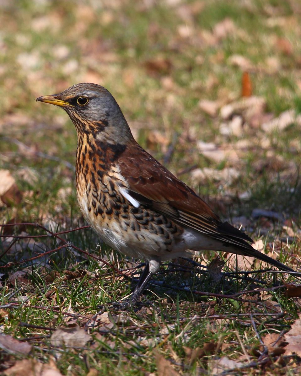 ONDADARWIN's tweet photo. Si viajas a Escandinavia en verano, es posible que encuentres algún zorzal real (Turdus pilaris), fáciles de reconocer por su pecho  marrón con motes negras, y su cara de que te va a robar el almuerzo en cuanto te descuides. #pajaros #aves #birdpic #animal #wildlifephotography https://t.co/WbFnfxeYar